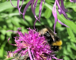 Ackerflockenblume