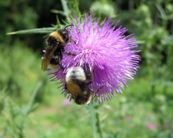 Weg-Distel