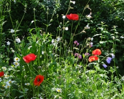 Wiese mit Mohn