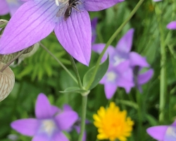 Wiesenglockenblume