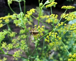 Wilde Pastinake