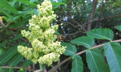 Essigbaum