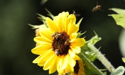 Sonnenblume