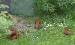 Eichhörnchen