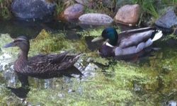 Enten