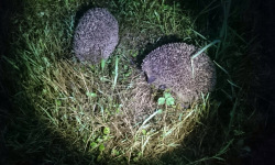 Igel