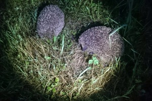 Igel