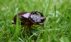 Nashornkäfer