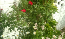 Wein und Rosen