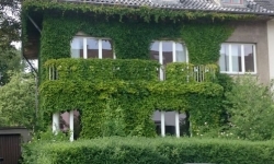 Wein