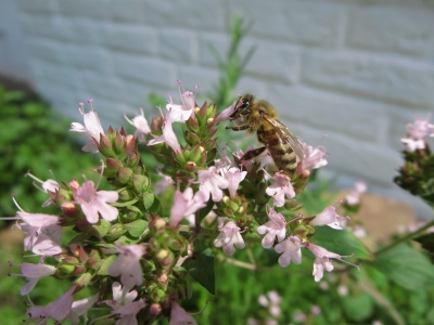 Oregano