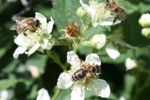 Brombeere