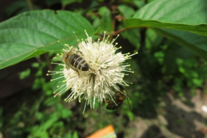 Knopfbusch