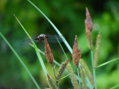 Libelle