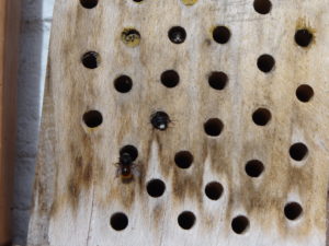 Mauerbienen schlüpfen