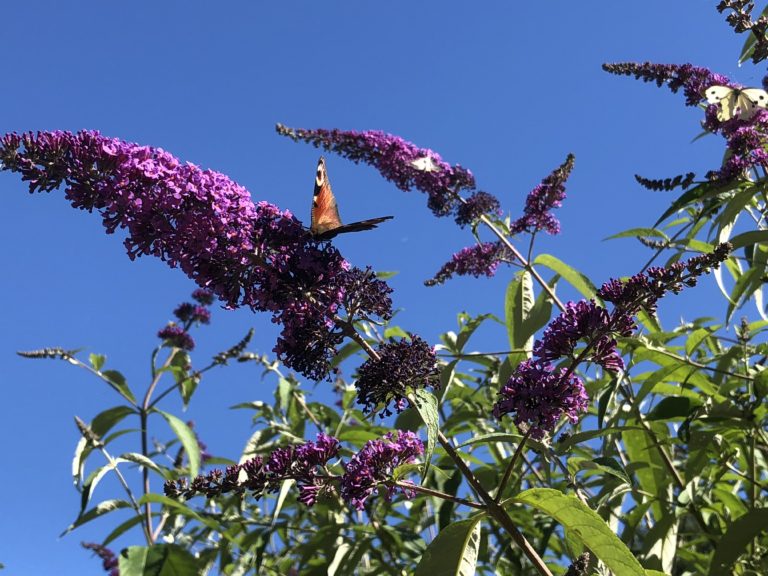 Schmetterlingsflieder Fluch oder Segen für die Insektenwelt
